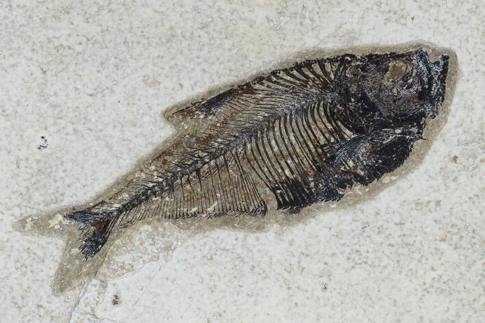 Fossil Fish (Diplomystus) - Green River Formation #115580